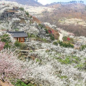 Gwangyang Maehwa Village