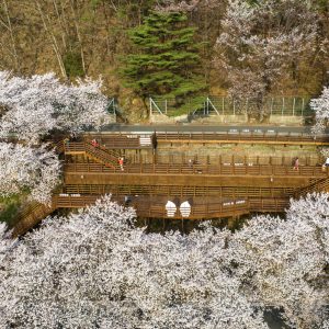 Hadong Simri Cherry Blossom Road