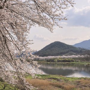 Gurye Seomjingang Cherry Blossom Road