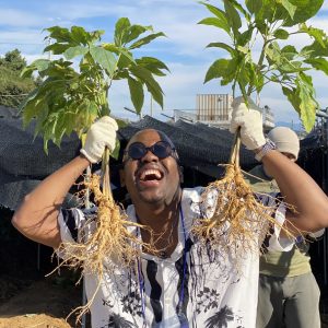 Geumsan World Ginseng Festival