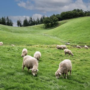 Daegwallyeong Sheep Ranch